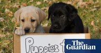Puppy peril: that dog you want to buy online may be a scam