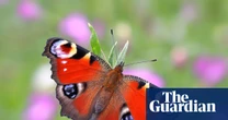 Britain’s favourite butterfly revealed – and it’s a familiar backyard beauty