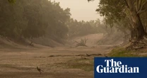 Mass fish deaths feared as Minns government promise to restore Murray-Darling rivers in doubt