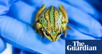 Australia’s critically endangered alpine tree frogs sidestep deadly fungus with sexual plan B