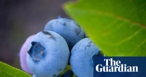 ‘Excellent size’: UK blueberry crop up nearly a quarter after warm spring