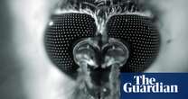 Dengue Boy by Michel Nieva review – revenge of the giant humanoid mosquito