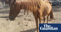 RSPCA Victoria warns surging animal cruelty against horses cannot be investigated without more funding