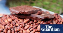 Scientists claim to have unlocked ‘secret sauce’ needed for fine chocolate