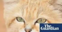 ‘No one believed it’: how a YouTube video accidentally proved Libya’s sand cat really does exist
