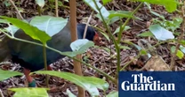 Endangered New Zealand bird caught fighting ‘at risk’ reptile in rare footage
