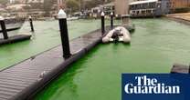 Dye leak turns water bright green in Sydney harbour at Kirribilli