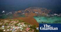 Scientists identify ‘tipping point’ that caused clumps of toxic Florida seaweed