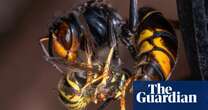 Invasive Asian hornets ‘eating hundreds of insect species’ in Europe