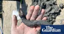 Bronze snakes and perfectly intact eggs among treasures found at ancient Italian thermal spa