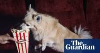 The rise of dog-friendly cinema screenings: ‘We never have to break up fights – there’s enough trouble with the humans’
