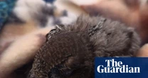 Swift nest reportedly thrown in skip during house renovations in South Tyneside