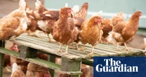 Chicken industry must halt expansion to stop ‘environmental scandal’ in River Severn