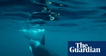 ‘Exploratory and curious animals’: mysterious rise in orca sightings off Northumberland coast