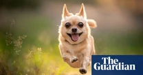 ‘It’s all about tone of voice’: three dog trainers on how to beat behavioural problems