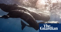 Sperm whales live in culturally distinct clans, research finds