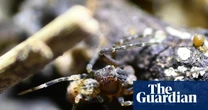 This Jurassic-era relic has survived 150 million years on Earth – now it’s one big fire from extinction