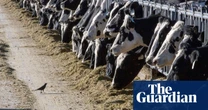 As avian flu hops to cows and at least two humans, migrant farm workers are at risk