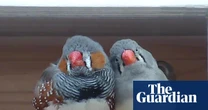 A little bird told her: scientist wins $100,000 prize for decoding birdsong