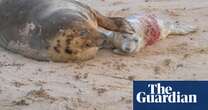 ‘Britain’s wildlife safari’: baby boom in Norfolk as seal colonies flourish