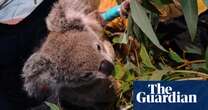 When Cyclone Alfred forced a wildlife hospital to close, this rescue koala found a new place to recuperate