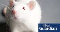 Medical research Blobs of human brain planted in rats offer new treatment hope