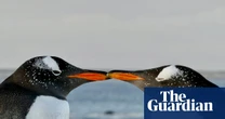 The Sexual Evolution by Nathan H Lents review – colourful tales of animal reproduction
