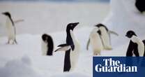 ‘Cautious optimism’ as penguins test positive for bird flu but show no symptoms