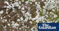 Country diary: The flowering blackthorn is a plant of glorious contrasts | Josie George