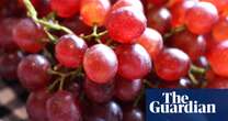 UK trial to assess if red grape chemical can prevent bowel cancer