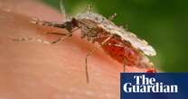 Medical research Invasive mosquito could disrupt Africa’s ‘landscape of malaria’ after cases rise