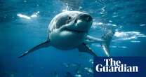 Largest great white shark ever caught in Queensland control program was pregnant with four pups