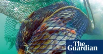 Bottom trawling to continue in English protected waters, government rules
