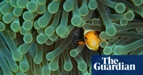 ‘From reef to retail’: experts warn global marine aquarium fish trade relies heavily on wild populations
