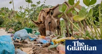 ‘They eat all sorts of things’: why foraging for food is killing Kenya’s donkeys