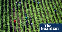 ‘It’s like Sleeping Beauty; we have to wake them’: winemakers urged to help save earthworms
