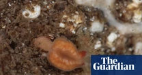 Tourist discovers ‘extinct’ jellyfish while rock-pooling in Outer Hebrides
