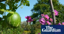 Fig and almond trees thriving in UK thanks to fewer frosts, RHS says