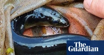 Activists blend science and folklore as they try to revive Somerset’s eel population