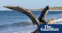 NSW records first suspected case of deadly H5 bird flu as virus reaches Australia’s east coast