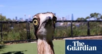 NSW minister urges people to 'vote early and vote often' in 2025 bird of the year – video