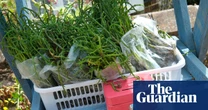 The magic of samphire season: Jimi Famurewa’s recipe for mackerel, chorizo, new potato and samphire