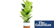 Houseplant clinic: Help! My fiddle leaf fig is dropping its leaves