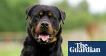 Would you risk stealing a rottweiler? More and more criminals are prepared to …