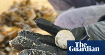 Mystery ‘debris balls’ return to NSW beaches as residents warned to steer clear