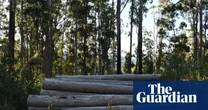 Half-yearly loss of almost $15m for NSW native forest logging shows industry future shaky, conservationists say