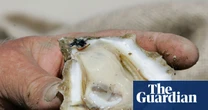 When science meets music: Florida’s oyster decline is being told through jazz