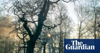 Why are some of Britain’s ancient woodlands failing to regenerate?