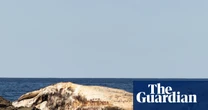 Blobs of fat and the smell of rotting garbage: at an idyllic Sydney beach, a 25-tonne sperm whale slowly disintegrates