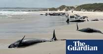 More than 150 whales stranded on beach in remote north-western Tasmania